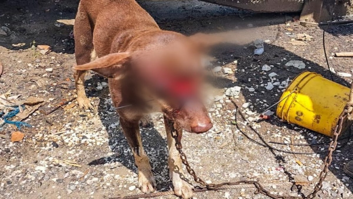 Borracho machetea a perrito “Chocolate” en Veracruz; imágenes fuertes