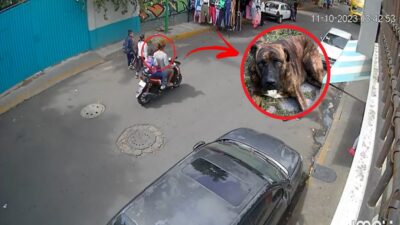 Motociclista Sin Casco Atropella A Perro En Iztapalapa