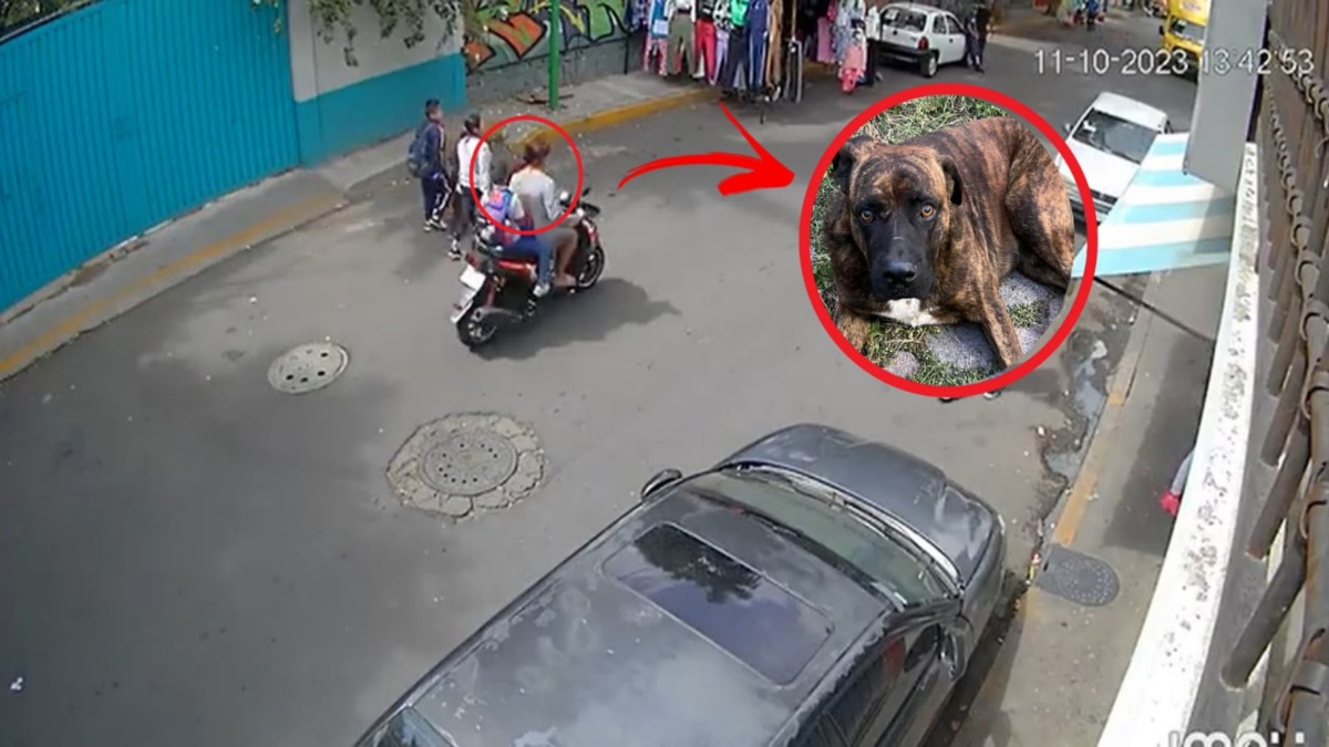 Lo deja entre la vida y la muerte: motociclista sin casco y con menor de edad atropella a perro en CDMX y huye