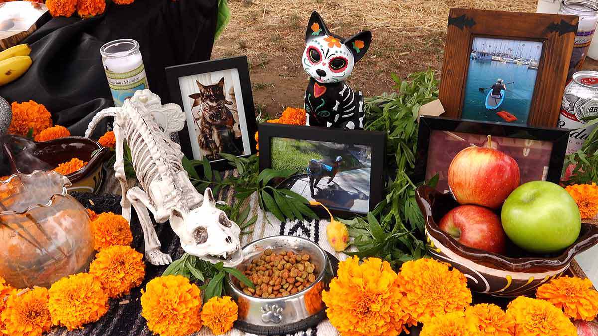 Día de muertos de mascotas: ¿Cuándo poner la ofrenda y qué colocar en ella?