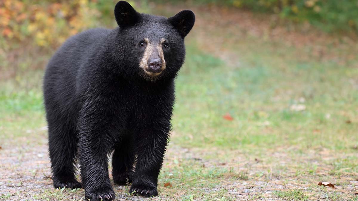 “Agárralo”: albañiles se retan para tocar a un oso negro en Nuevo León