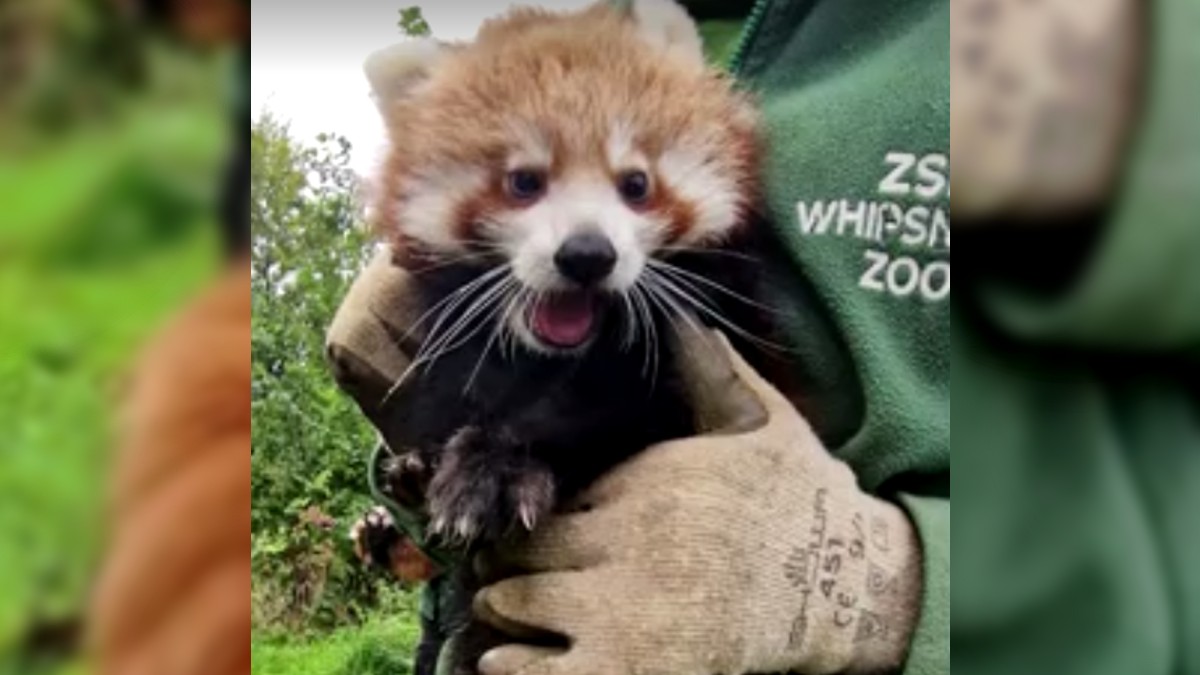 Nombran a los pandas rojos mellizos que nacieron en Londres: ¿cómo se llaman?