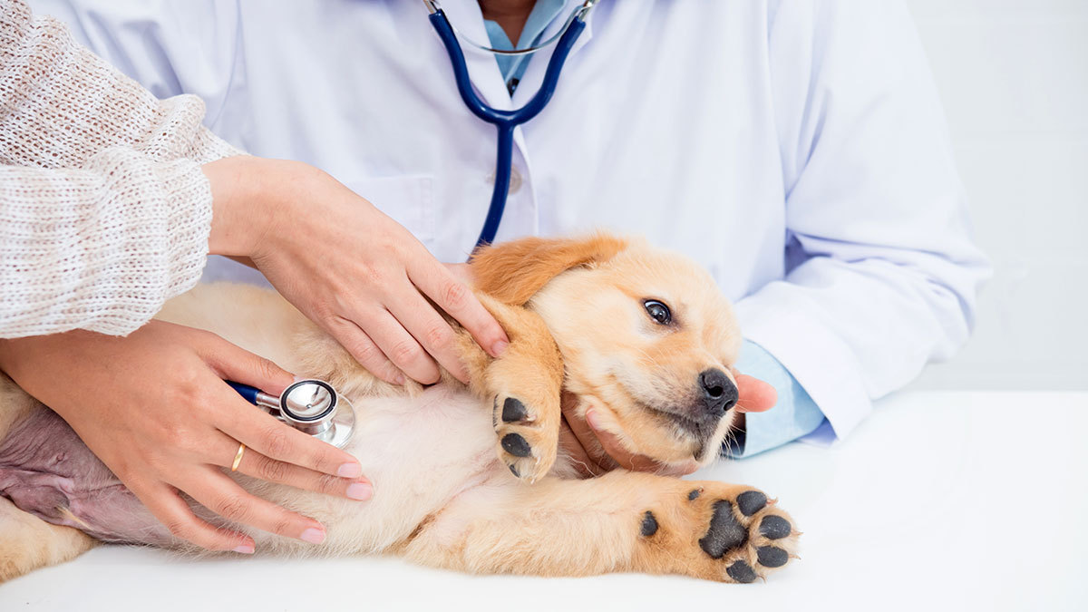 Clínica veterinaria se hace viral por llamarse “Perriatra”