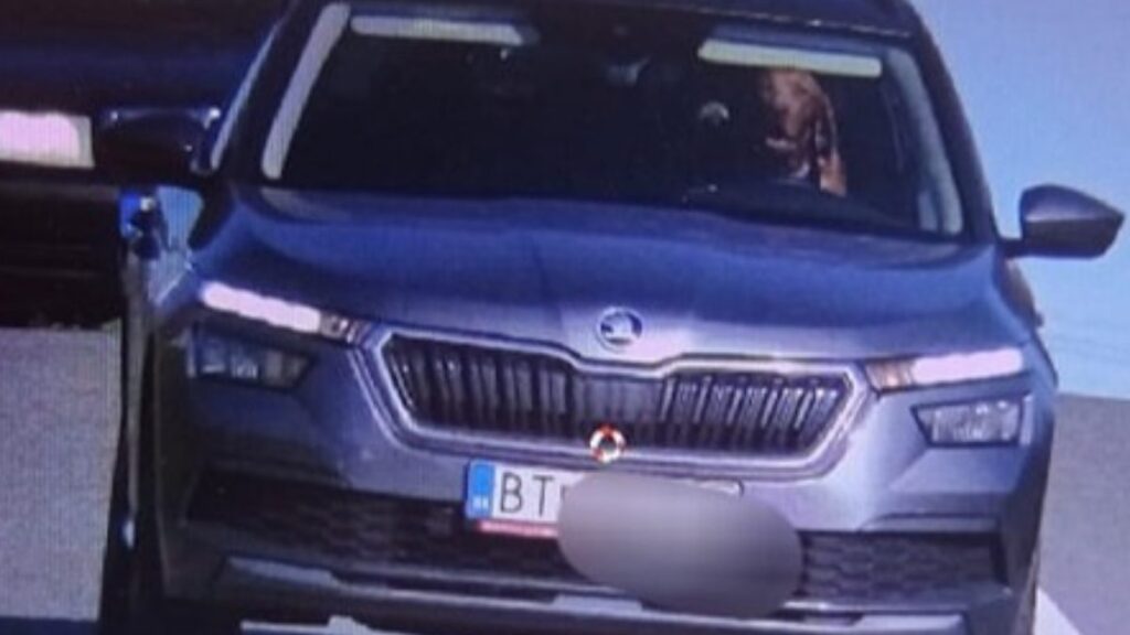 Perro en asiento del conductor de una camioneta