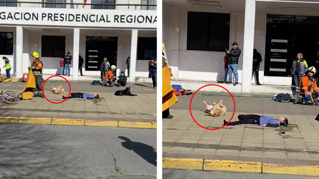 perrito-callejero-se-hace-el-muertito-en-simulacro-de-choque