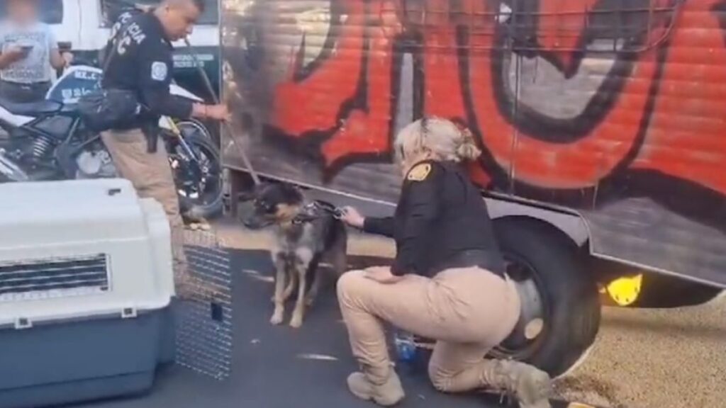Perrito amarrado a remolque en la CDMX es rescatado por elementos de la Brigada de Vigilancia Animal