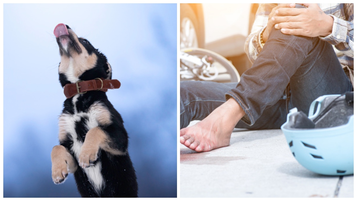 A 2 de 3 caídas: perrito se avienta desde azotea y ¡tira a motociclista!