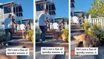 Perrito se asusta por la decoración de Halloween de las casas y decide terminar su paseo ¡mejor aquí corrió que aquí murió!