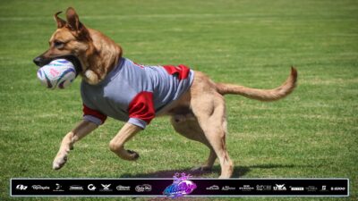 Perro Alebrijes De Oaxaca