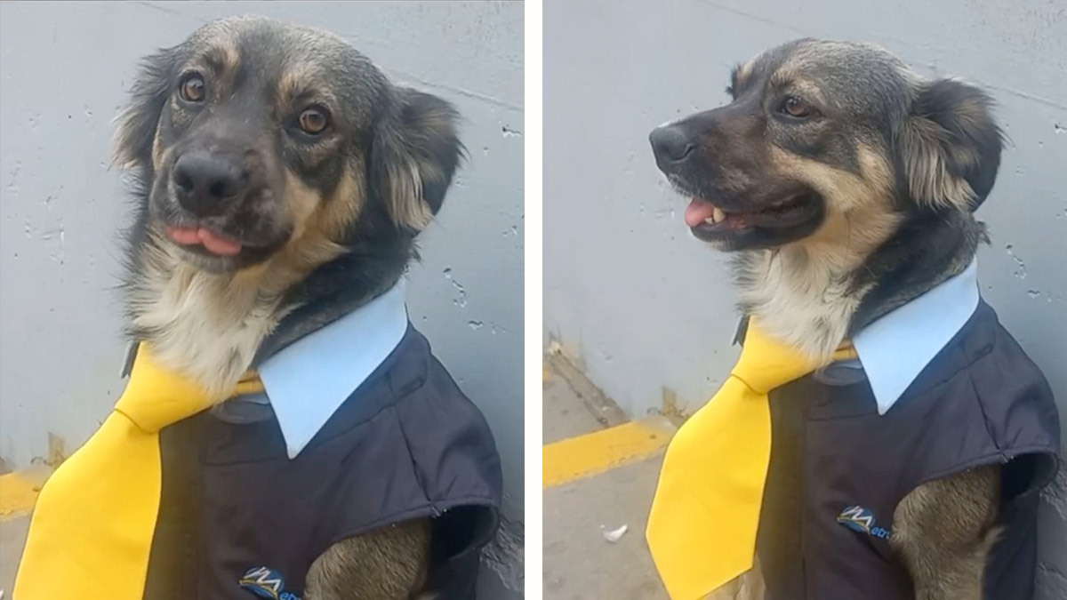 ¿Su primera chamba? Perro vestido como chofer de Lima, Perú, se viraliza en redes
