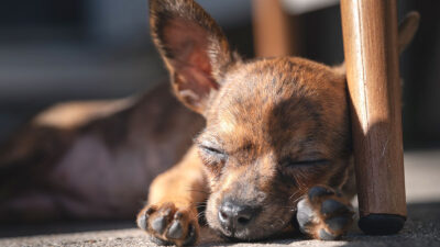 Tu perro escucha mientras duerme: estudio