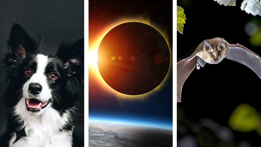 ¿Qué les pasa a los animales con un eclipse?