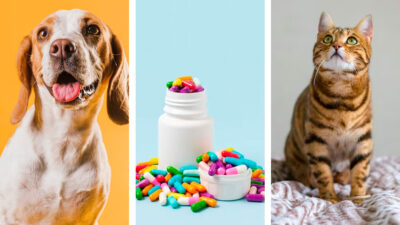 ¿Cómo darle medicamento a un perro o gato?