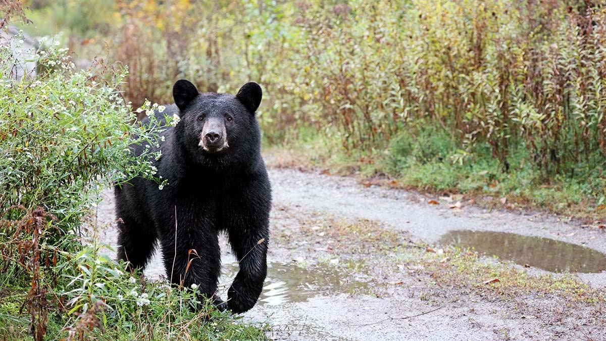 ¡Sin temor a Dios! Perrito le ladra a un oso para ahuyentarlo en Monterrey