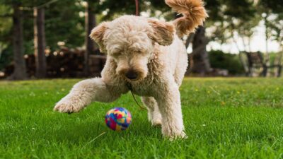 Perro malabarista se viraliza por su habilidad con la pelota