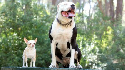 Pitbull rescata a perro chihuahua de ahogarse en alberca