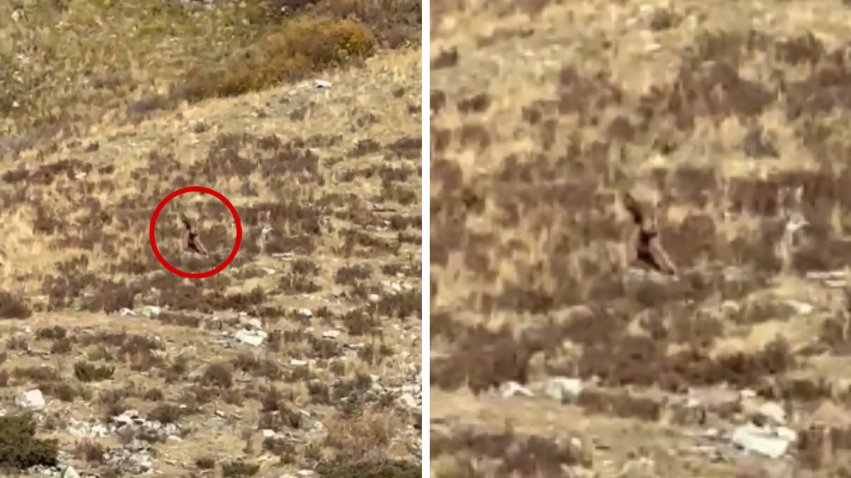 ¿Este video es el bueno? Viralizan a supuesto Pie Grande en Colorado