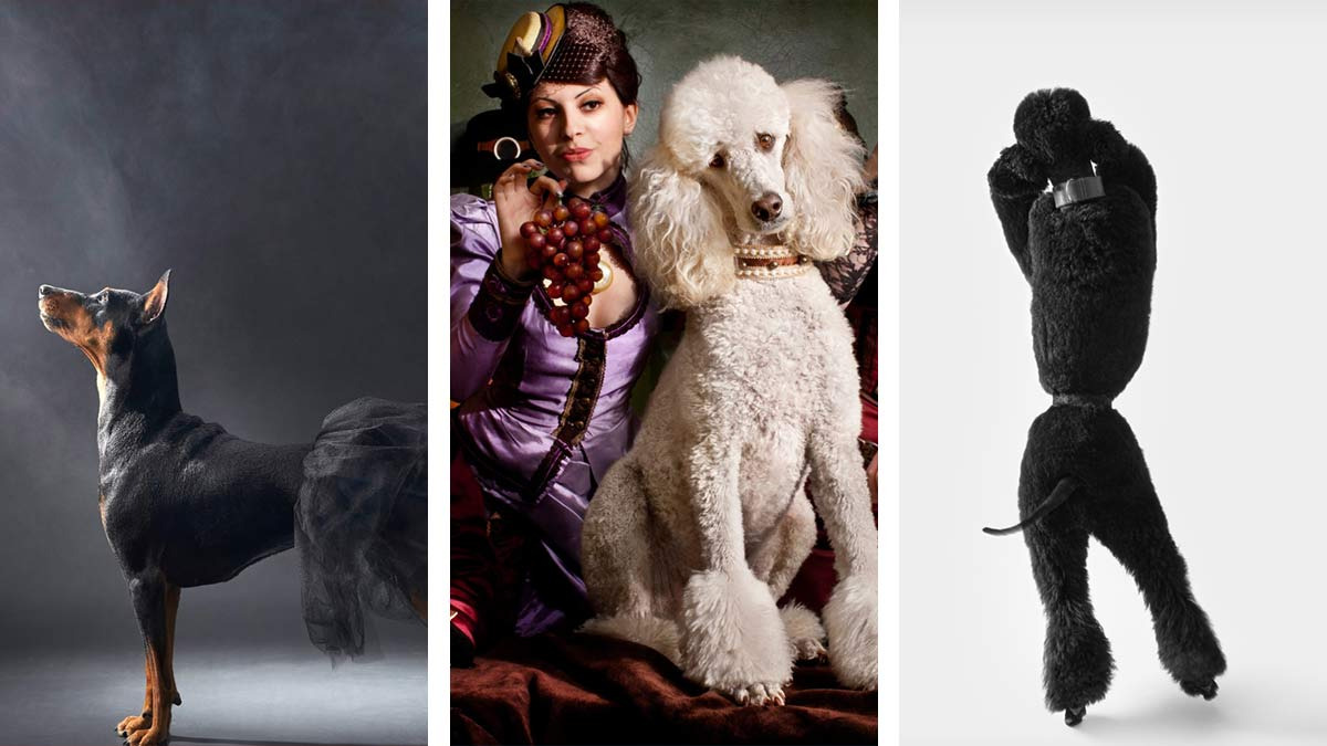 Conoce a los lomitos más tiernos y graciosos de los Dog Photography Awards 2023, te mostramos las imágenes