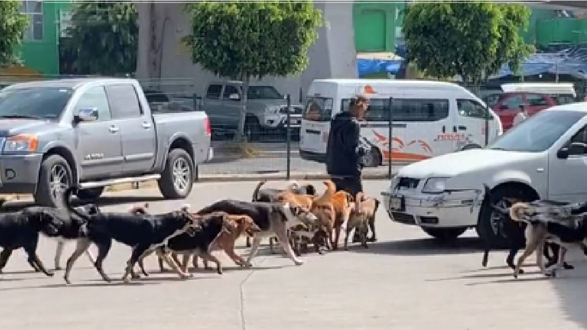Sus perros lo respaldan: hombre en situación de calle es captado caminando con una jauría