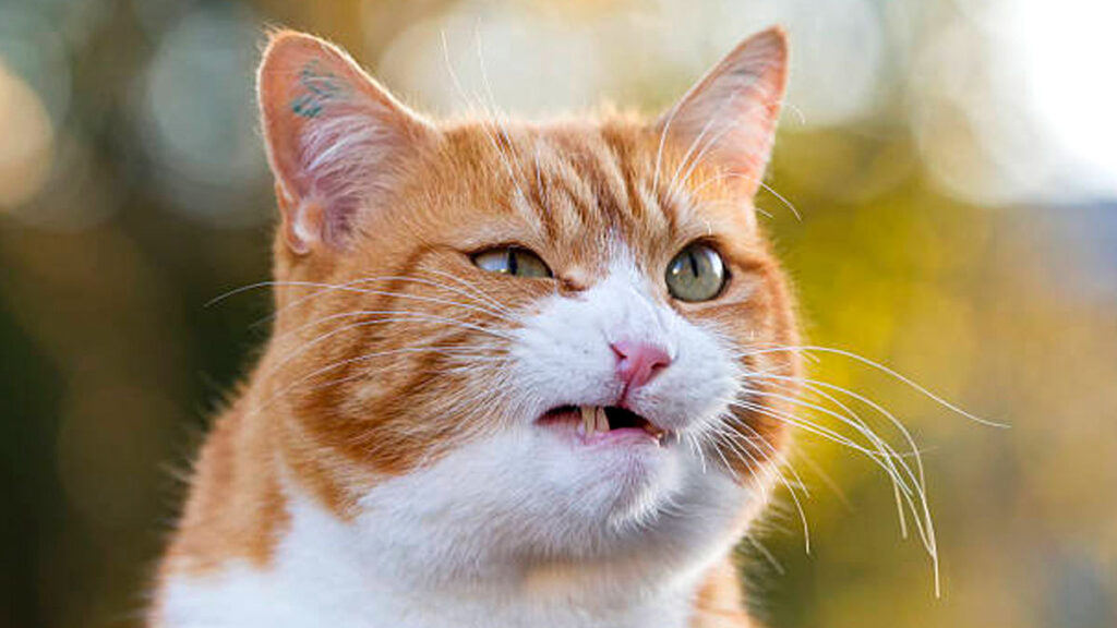 La reacción de un gato al oler calcetines se hace viral