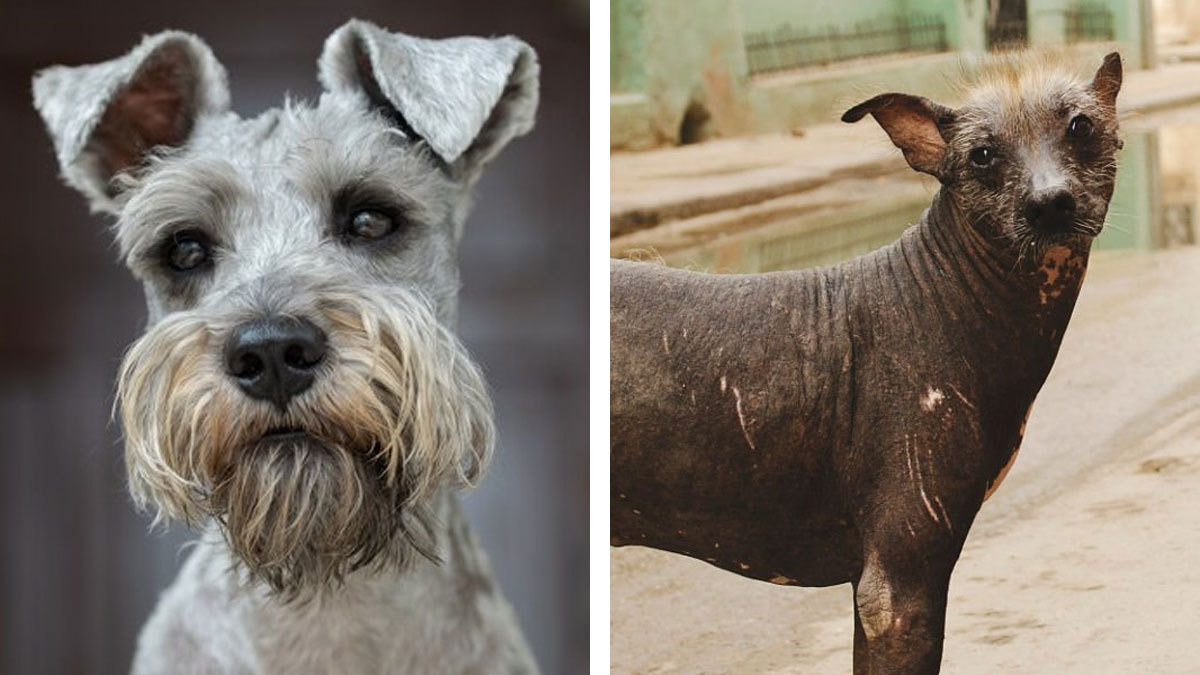 cuál es el mejor perro faldero que no suelta pelo