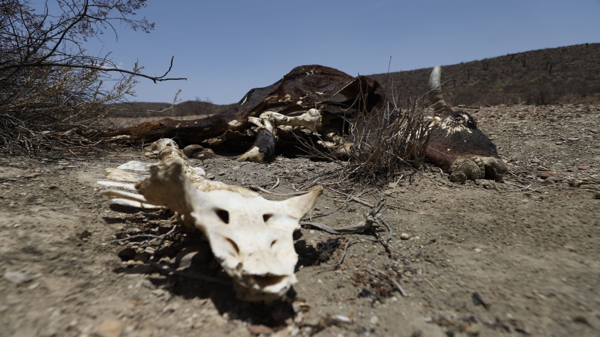 Sequía excepcional en México: 5 estados que la sufren