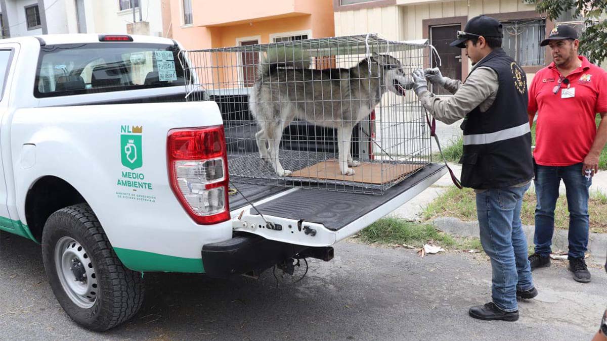 Rescatan a “Thor”, el perro que golpearon con un cinturón en Nuevo León