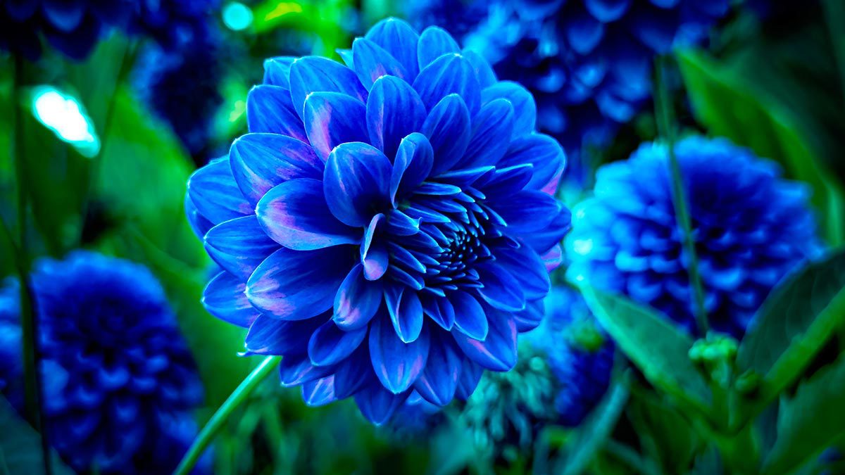 Tipos de flores azules que existen