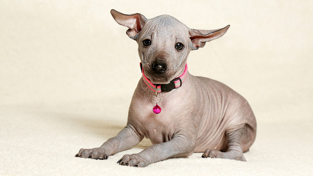 Leyenda del Xoloitzcuintle, perro que cruza almas al inframundo