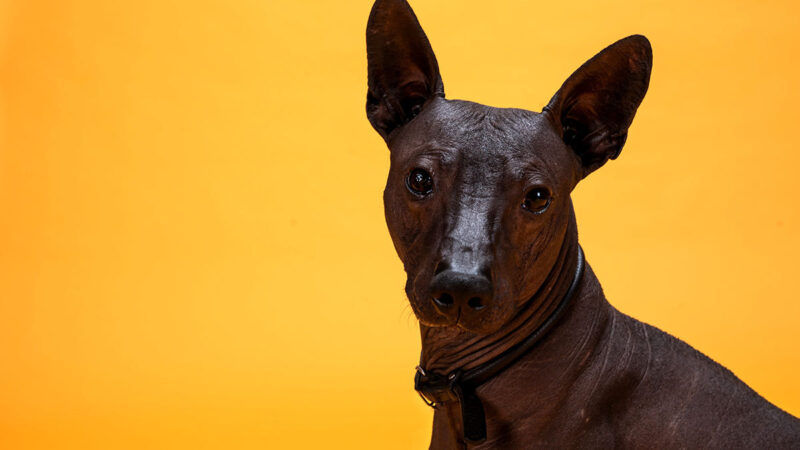 Leyenda Del Xoloitzcuintle, Perro Que Cruza Almas Al Inframundo - UnoTV