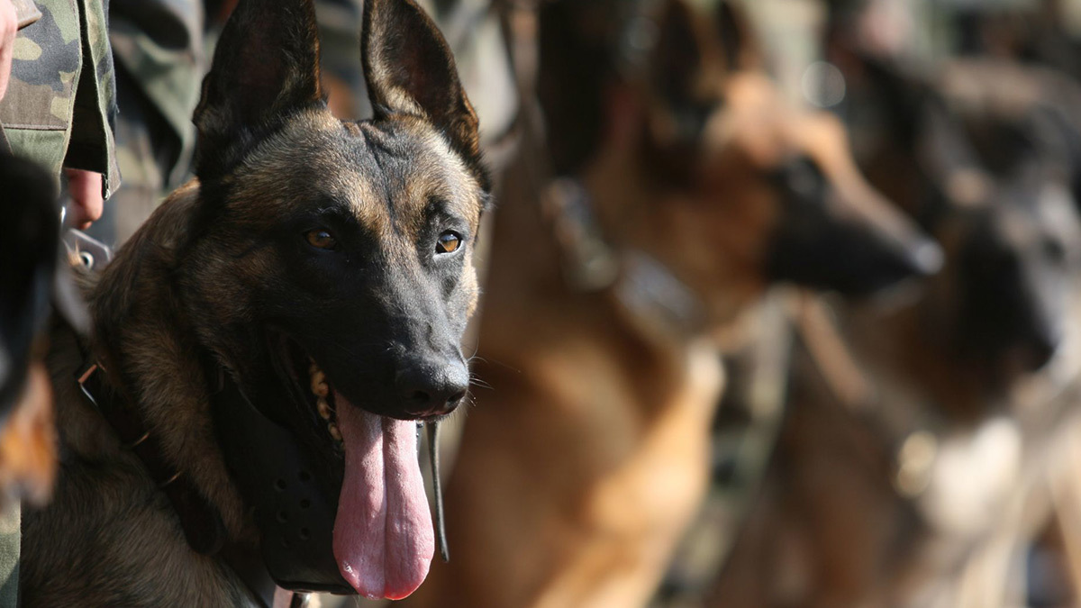 ¡Héroes caninos! Así puedes adoptar perritos jubilados de la Guardia Nacional