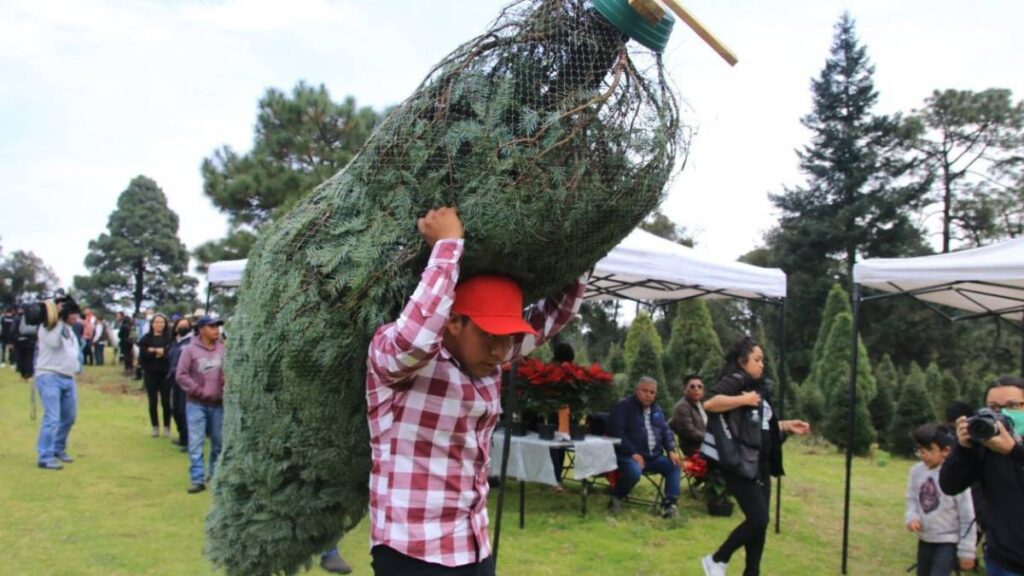 ARBOL DE NAVIDAD NOCHEBUENAS