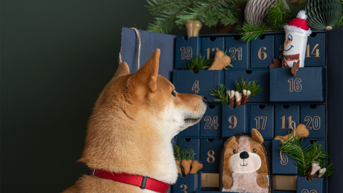 Navidad 2023: opciones de calendarios de adviento para perritos y cómo hacerlo