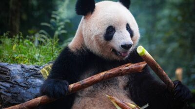 centro nacional de Panda Gigante en China