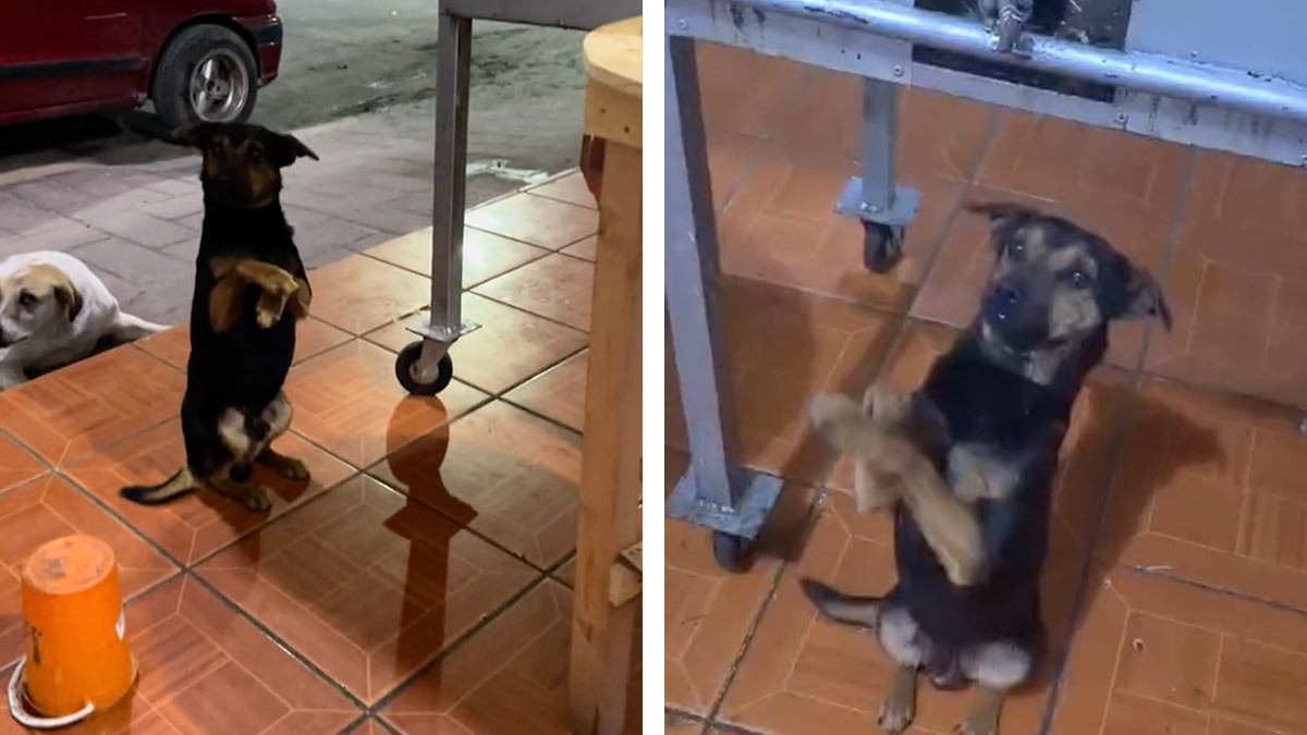 Chatito, el perro que busca que le inviten un taquito; se para curiosamente afuera de un local