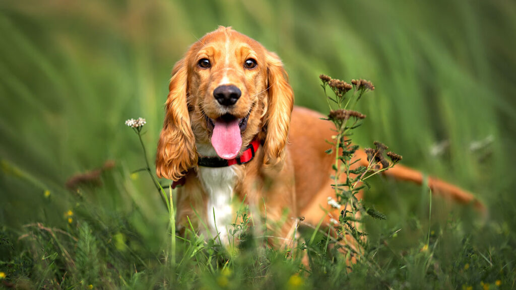 Horóscopos: ¿Qué raza de perro debes de tener, según tu signo zodiacal?