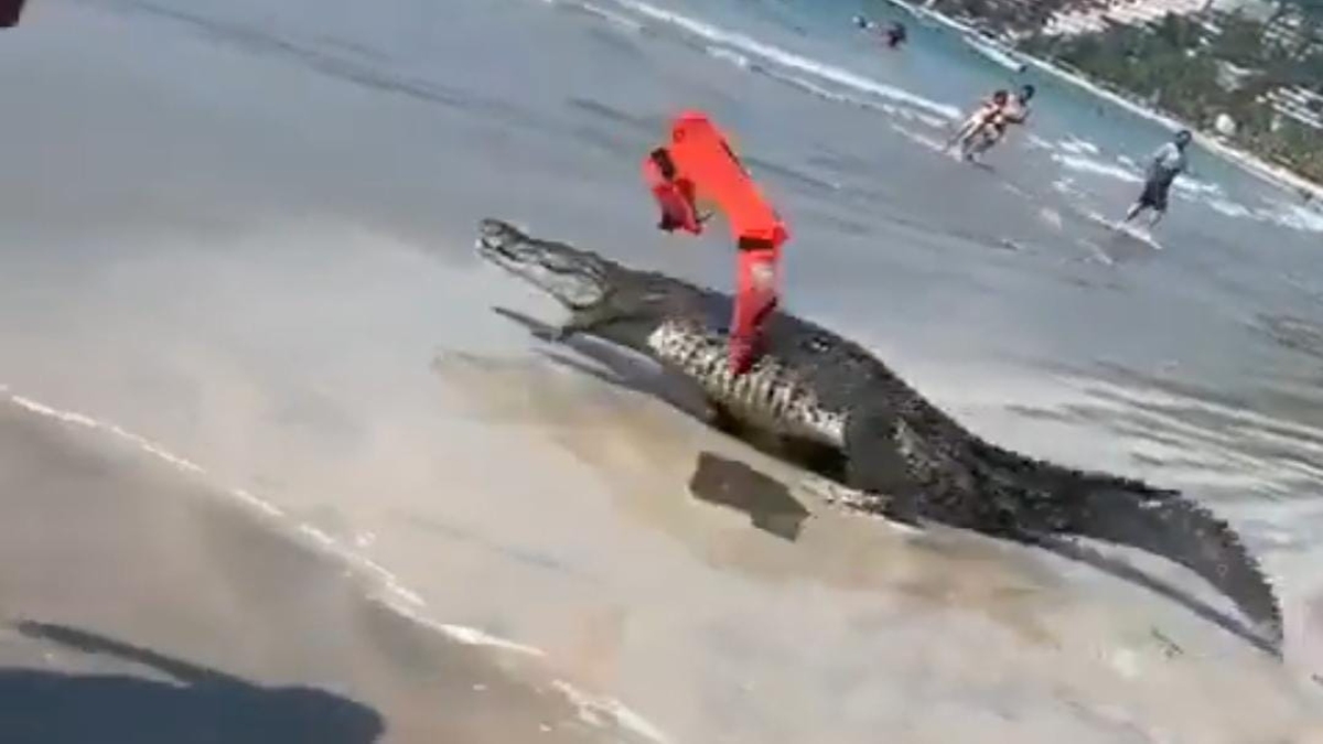 Enorme cocodrilo sale a la playa y causa pánico en Zihuatanejo: video