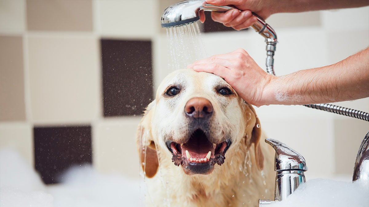Cómo bañar a tu perro de forma correcta y paso a paso