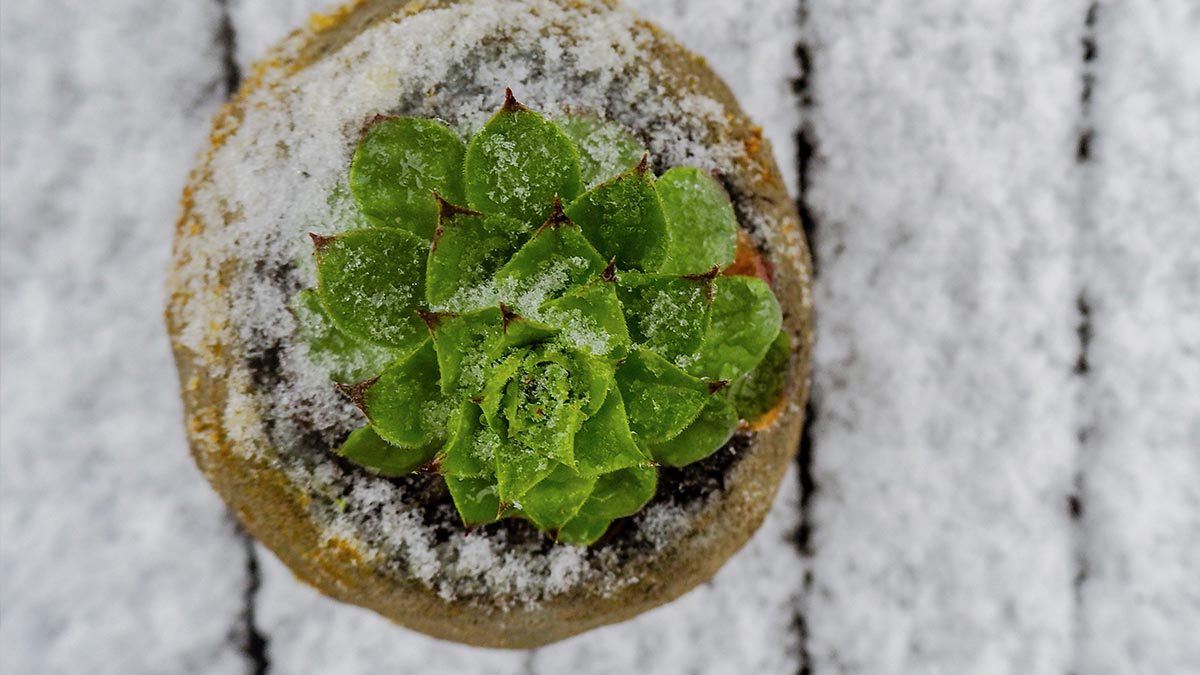 Cómo proteger tus plantas del frío