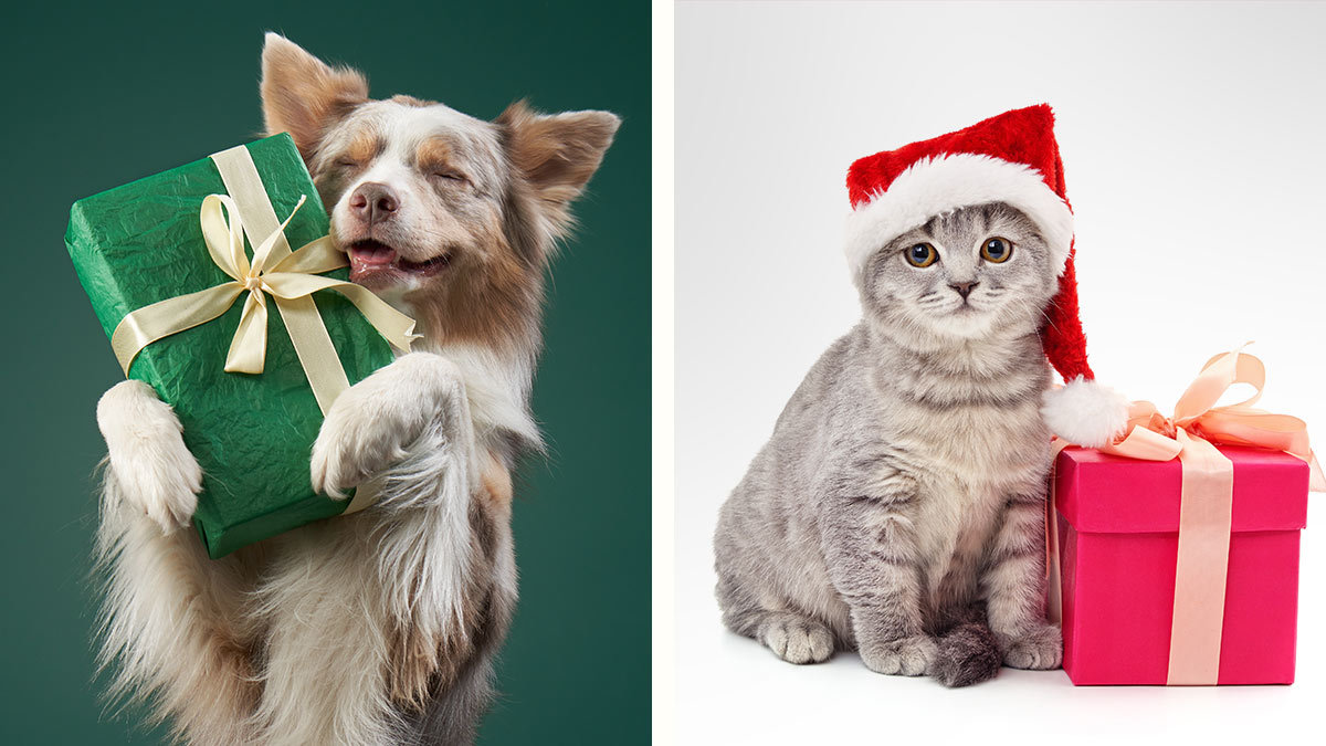 ¡Los peludos también cuentan! Ideas de regalos para tu perro o gato