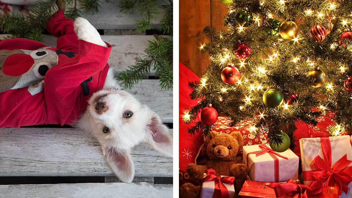 Navidad 2023: cuida a tus mascotas de estos peligros navideños