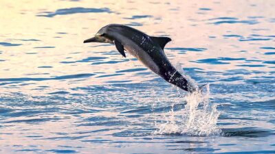 Manada de miles de delfines