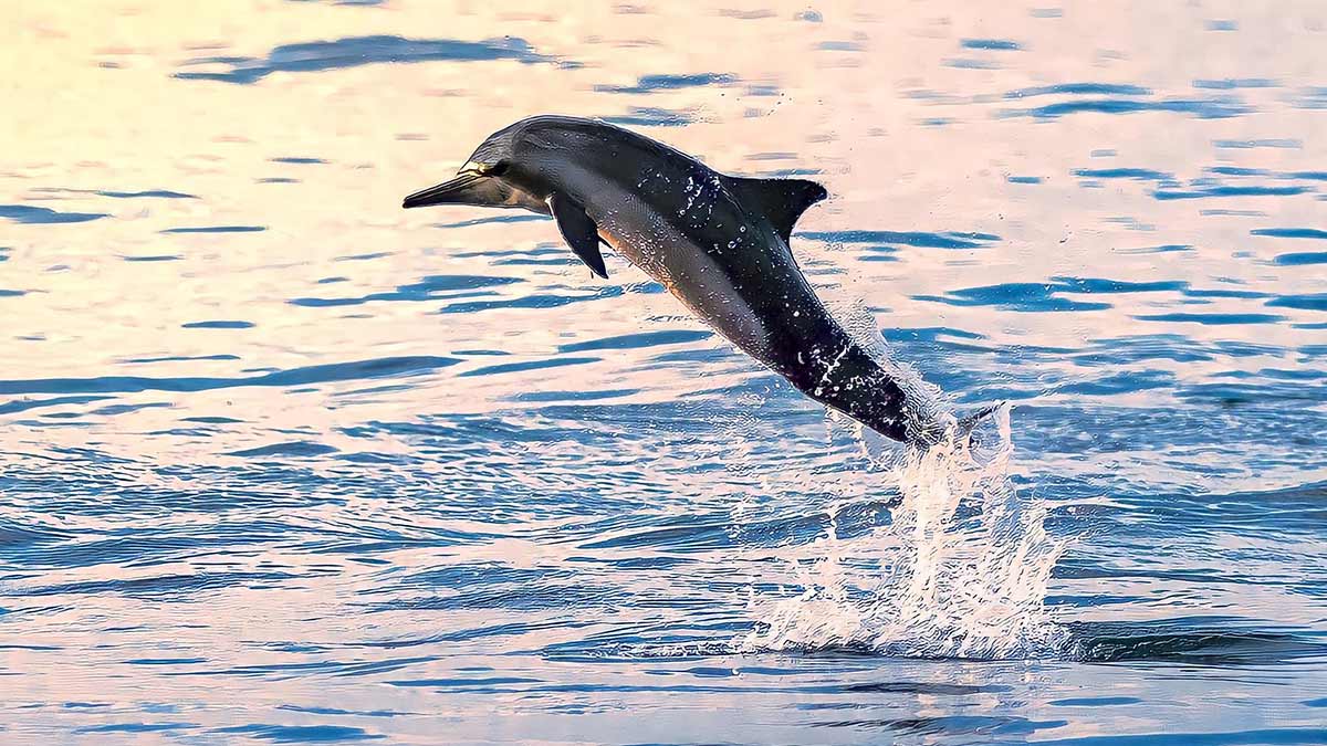 Manada de miles de delfines es captada por robot espía haciendo acrobacias