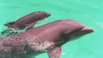 delfines ladrones