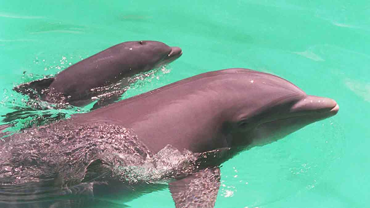 Tiernos y ladrones, delfines engañan a los humanos y se roban los cebos de pesca: video