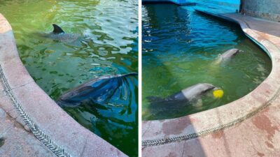 Captan a delfines nadando en agua verdosa en parque acuático de Acapulco
