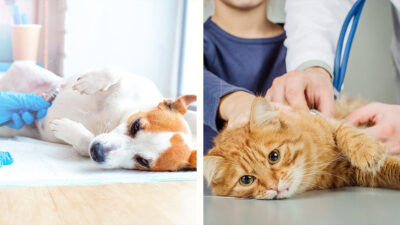Diabetes en perros y gatos, síntomas y tratamiento