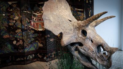 Cráneo de un dinosaurio triceratops