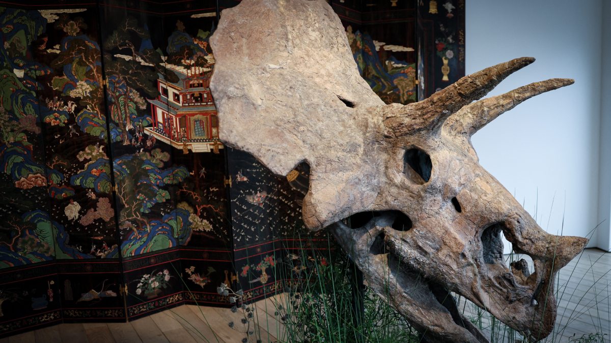 Subastarán cráneo de un dinosaurio hallado en 1988