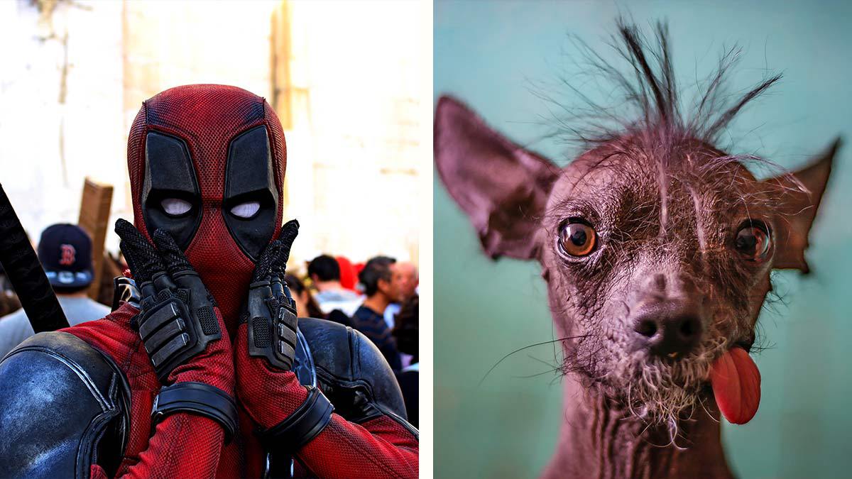 Dogpool, perro de Deadpool: Ryan Reynolds anuncia la aparición de este lomito en la nueva película